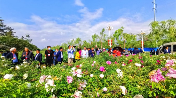 5月19日，参加全国第一届牡丹芍药产业联盟大会的学者前往临夏市60里牡丹长廊、枹罕镇王坪牡丹芍药种植基地、甘肃古河州酒业牡丹园等地调研考察。新甘肃·甘肃经济日报记者陈功章摄新甘肃·甘肃经济日报记者王云