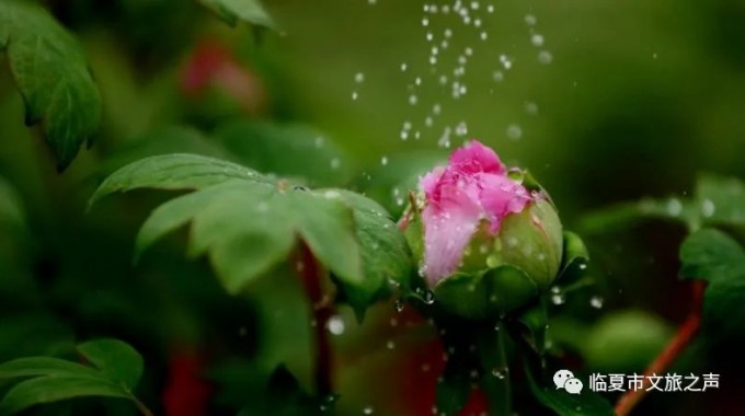 栽种牡丹，承先启后，每年开花时节，民间育花者相互走访欣赏牡丹，切磋评价牡丹品质的好坏。他们一边喝酒猜拳，一边赋诗唱歌，一旦某人培育出园艺水平较高的新品种，便会邀请当地的众多文人墨客喝酒赏花，给牡丹起名