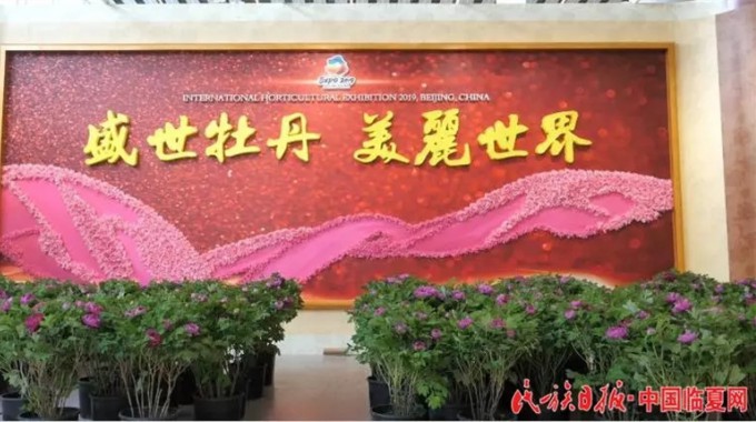 近日，2019年北京世界园艺博览会牡丹芍药国际竞赛奖揭晓，其中，临夏市王坪村油用紫斑牡丹种植农民专业合作社选送的紫斑牡丹盆景“紫朱砂”荣获银奖、“玉壶冰心”荣获优秀奖，向全世界展示了我州紫斑牡丹及牡丹